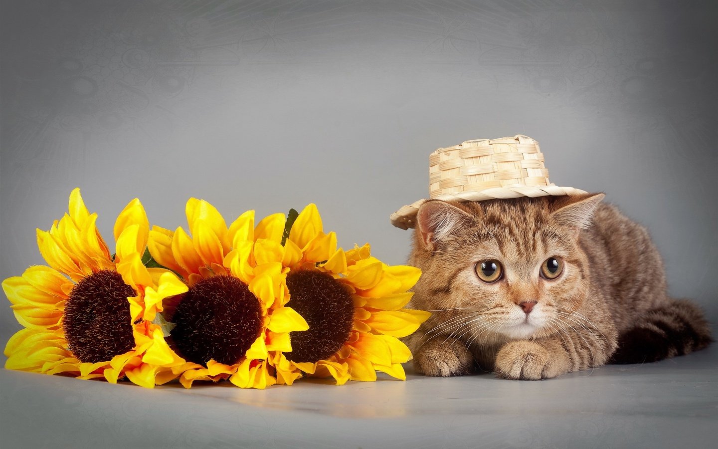 Обои глаза, цветы, кот, кошка, взгляд, подсолнух, шляпка, eyes, flowers, cat, look, sunflower, hat разрешение 2560x1600 Загрузить