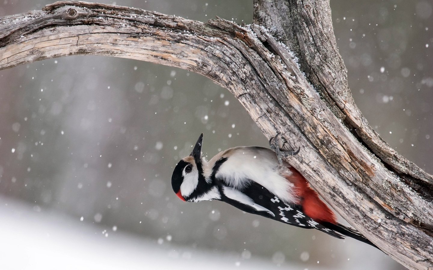 Обои дерево, птица, дятел, great spotted woodpecker, tree, bird, woodpecker разрешение 2048x1463 Загрузить