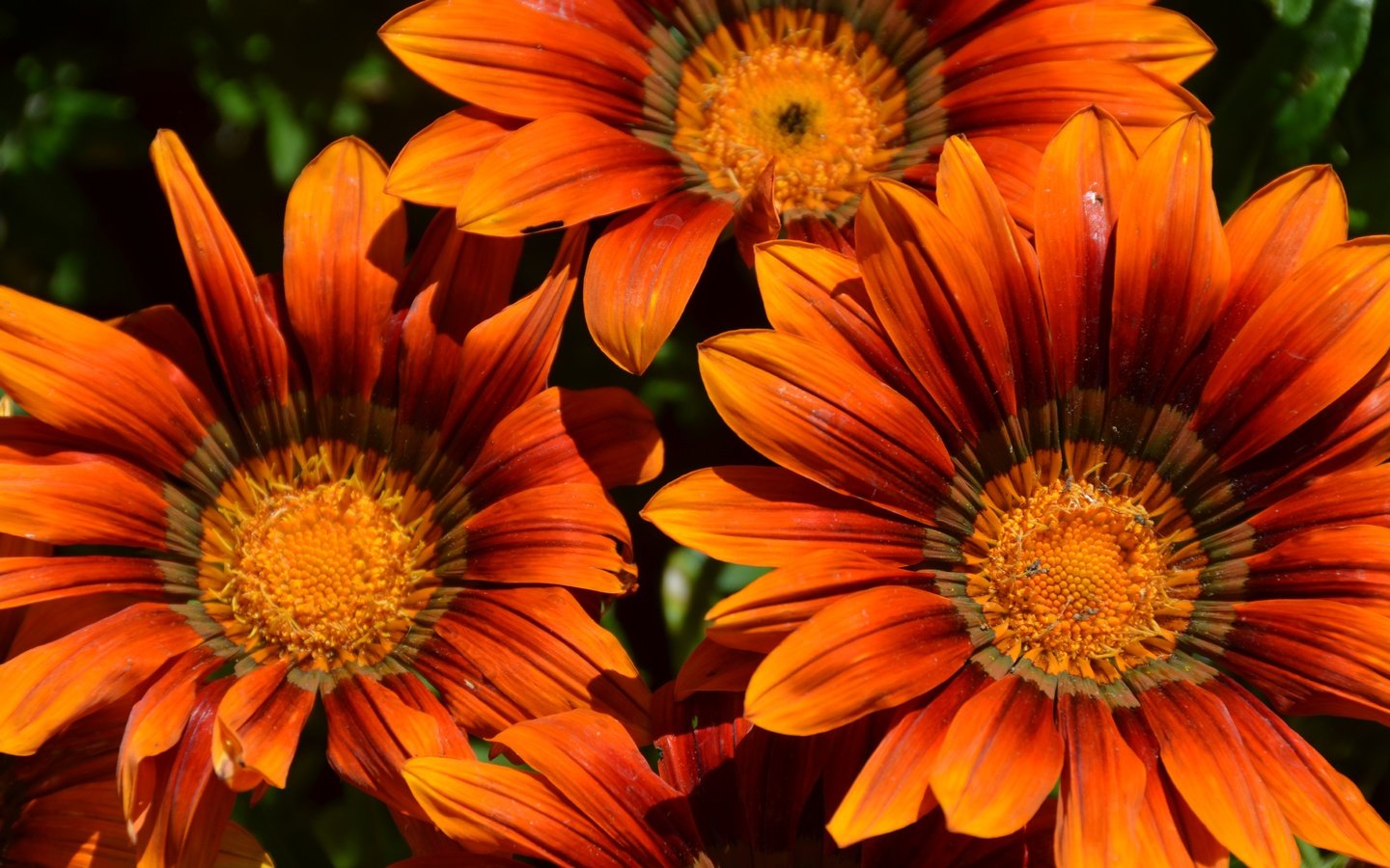 Обои цветы, макро, лето, лепестки, оранжевые, pixelanarchy, flowers, macro, summer, petals, orange разрешение 4928x3264 Загрузить
