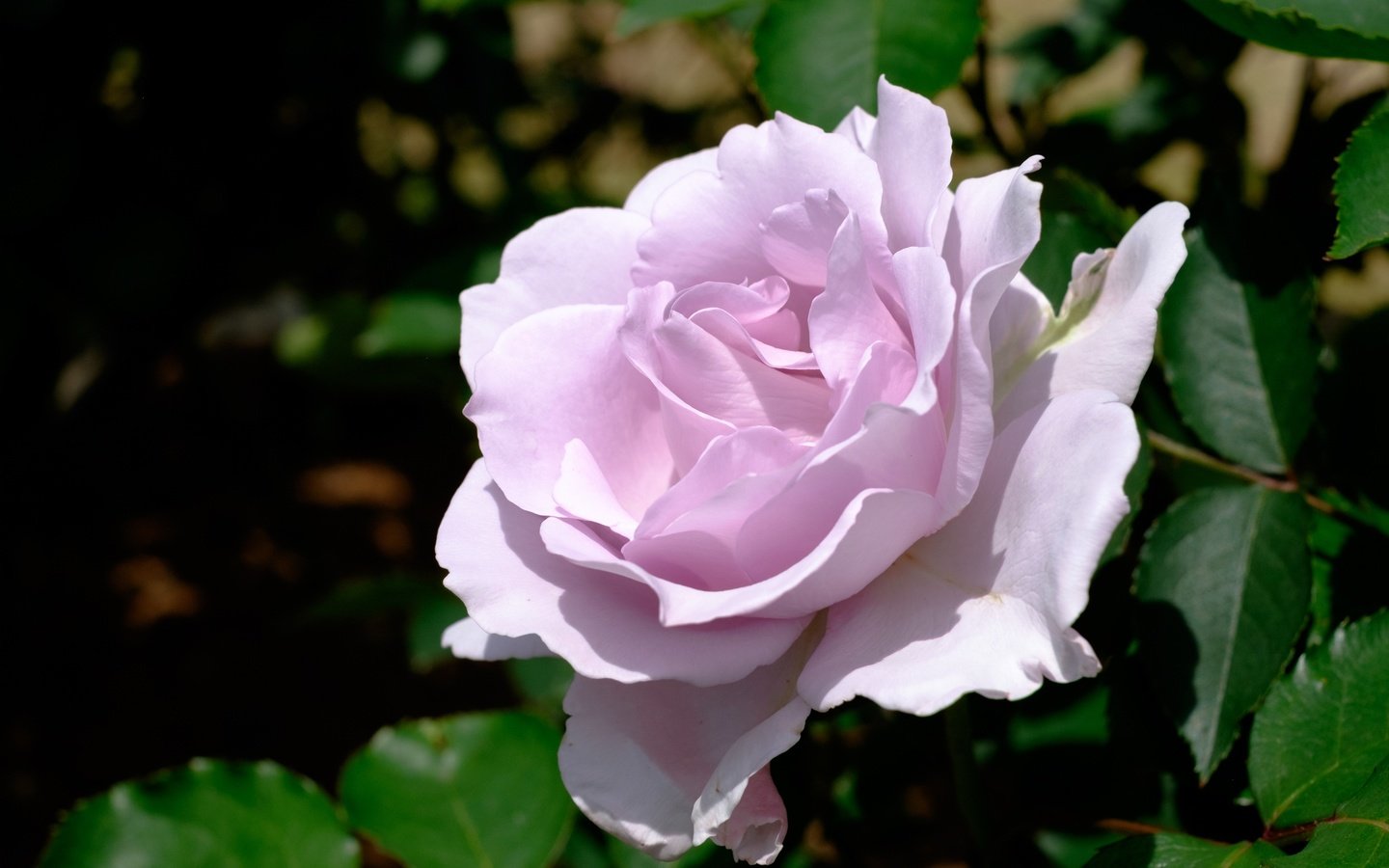 Обои макро, цветок, роза, лепестки, macro, flower, rose, petals разрешение 4180x2772 Загрузить