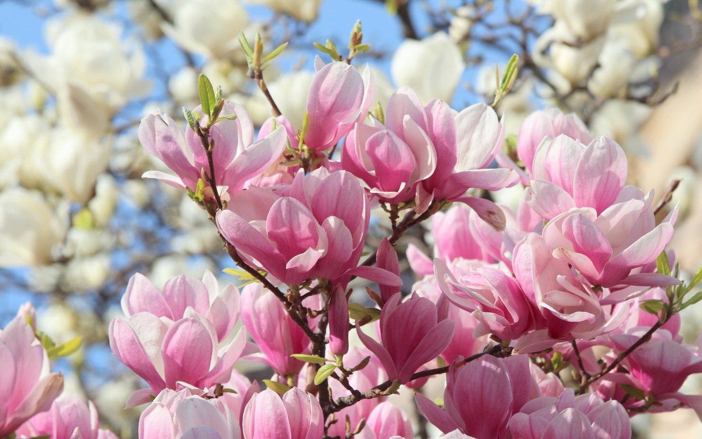 Обои цветы, природа, весна, розовые, белые, магнолия, flowers, nature, spring, pink, white, magnolia разрешение 1920x1280 Загрузить