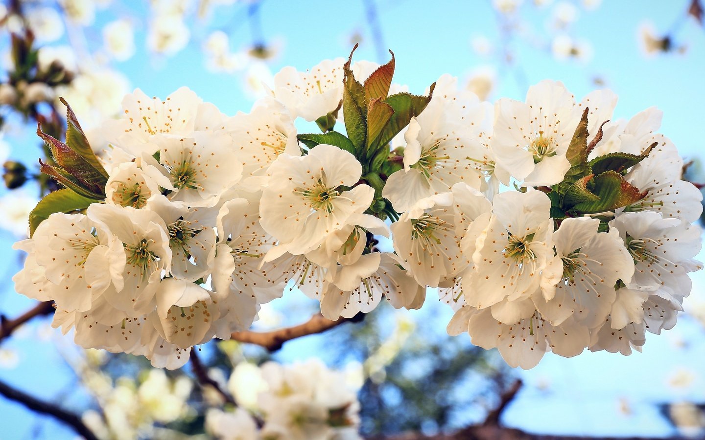 Обои цветы, цветение, весна, вишня, flowers, flowering, spring, cherry разрешение 4000x2282 Загрузить