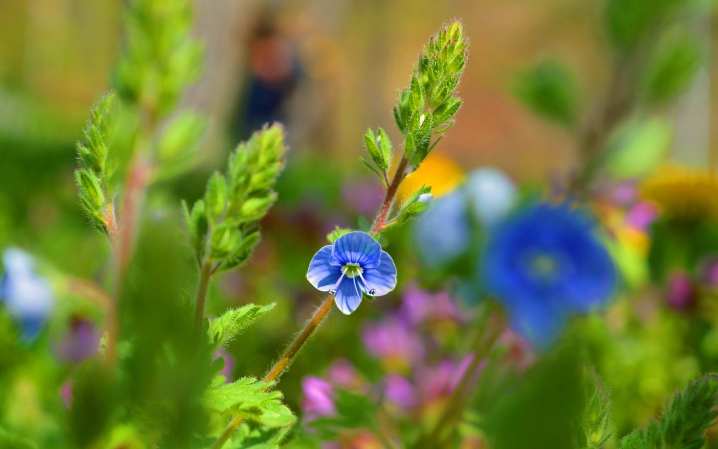 Обои цветок, лепестки, голубой, стебли, боке, вероника, flower, petals, blue, stems, bokeh, veronica разрешение 3000x1901 Загрузить