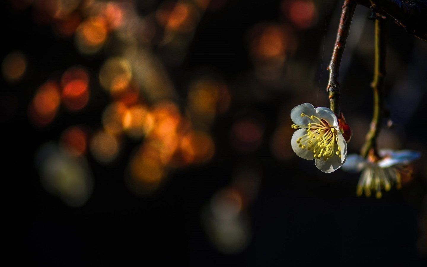 Обои ветка, природа, цветение, весна, боке, branch, nature, flowering, spring, bokeh разрешение 1920x1274 Загрузить