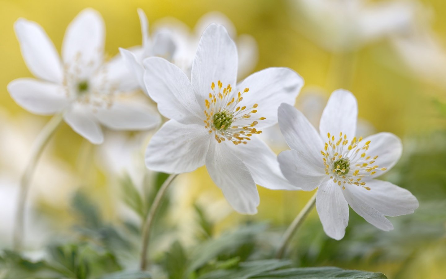 Обои цветы, макро, белые, анемоны, flowers, macro, white, anemones разрешение 2048x1365 Загрузить