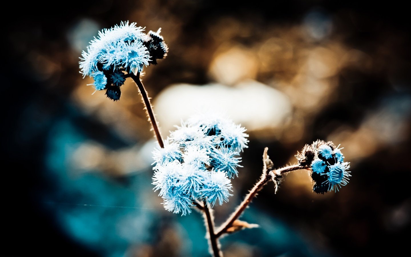 Обои трава, природа, макро, иней, растение, grass, nature, macro, frost, plant разрешение 1920x1093 Загрузить