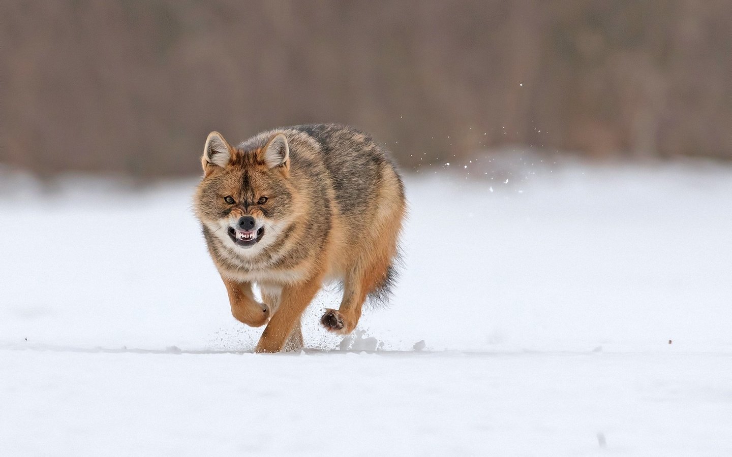 Обои снег, зима, хищник, оскал, бег, волк, snow, winter, predator, grin, running, wolf разрешение 2000x1340 Загрузить