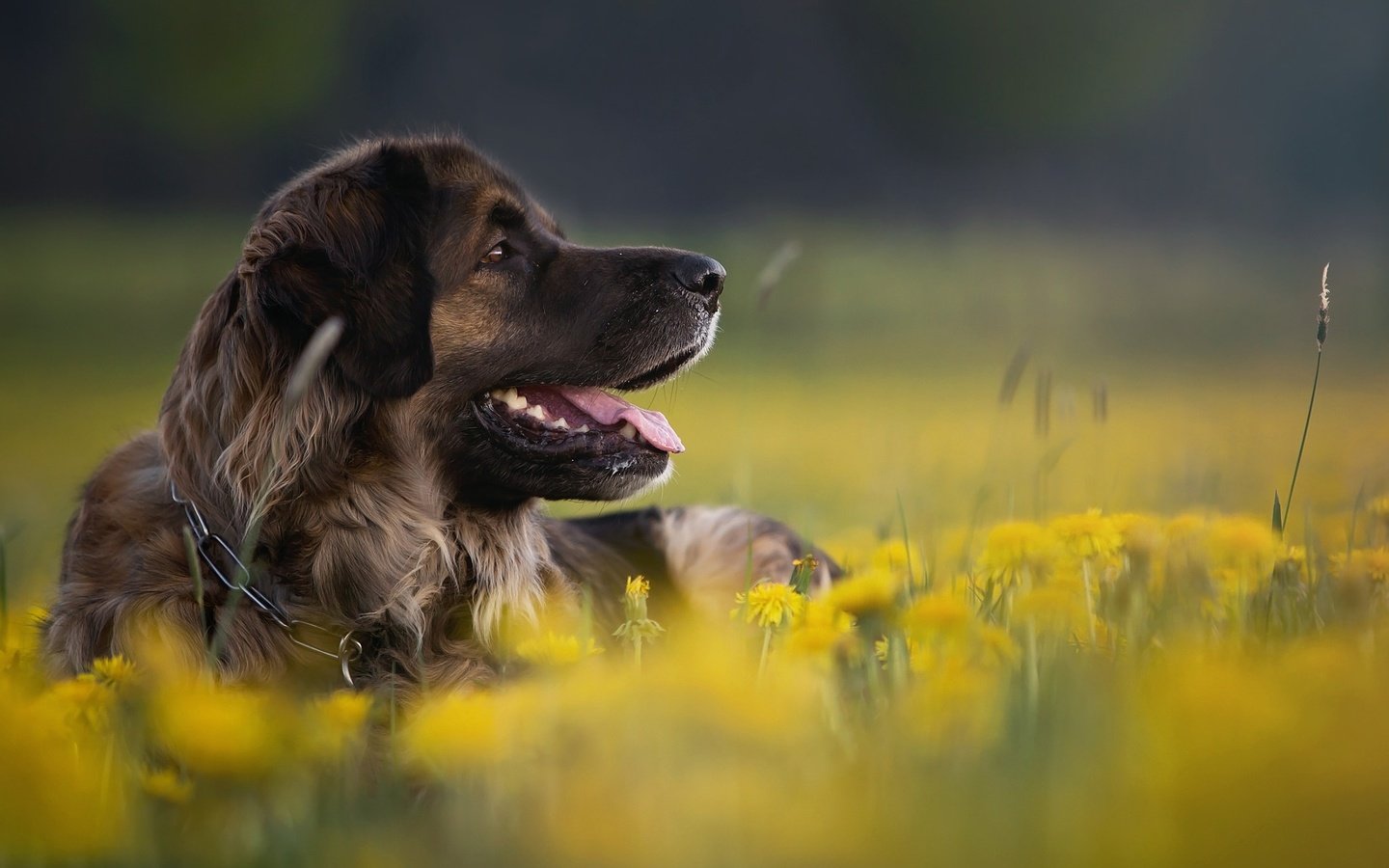 Обои цветы, природа, собака, профиль, животное, одуванчики, пес, flowers, nature, dog, profile, animal, dandelions разрешение 2048x1366 Загрузить