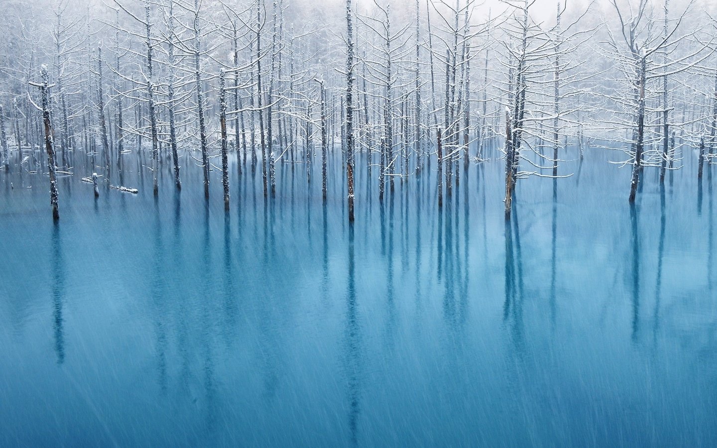 Обои деревья, вода, отражение, пейзаж, иней, наводнение, trees, water, reflection, landscape, frost, flood разрешение 1920x1200 Загрузить