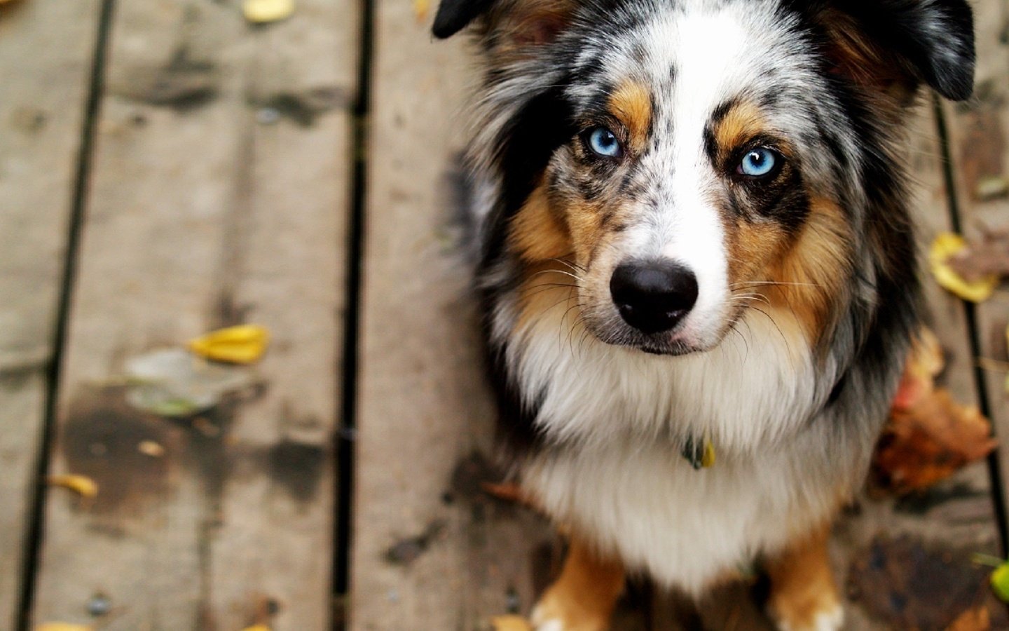 Обои мордочка, взгляд, собака, голубые глаза, австралийская овчарка, muzzle, look, dog, blue eyes, australian shepherd разрешение 1920x1270 Загрузить