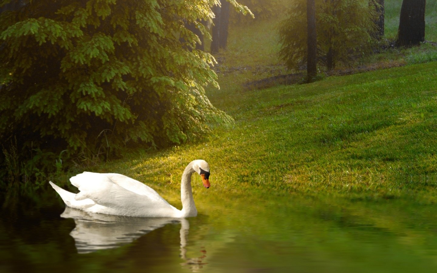 Обои трава, водоем, птица, пруд, лебедь, grass, pond, bird, swan разрешение 1920x1200 Загрузить