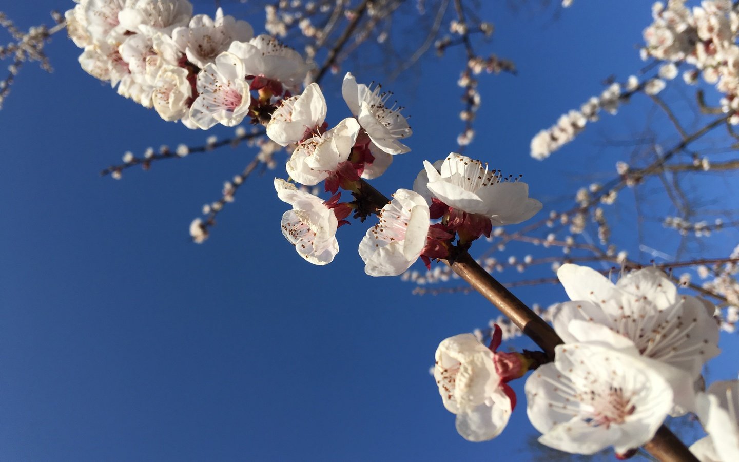 Обои небо, природа, цветение, весна, белые цветы, the sky, nature, flowering, spring, white flowers разрешение 4032x3024 Загрузить