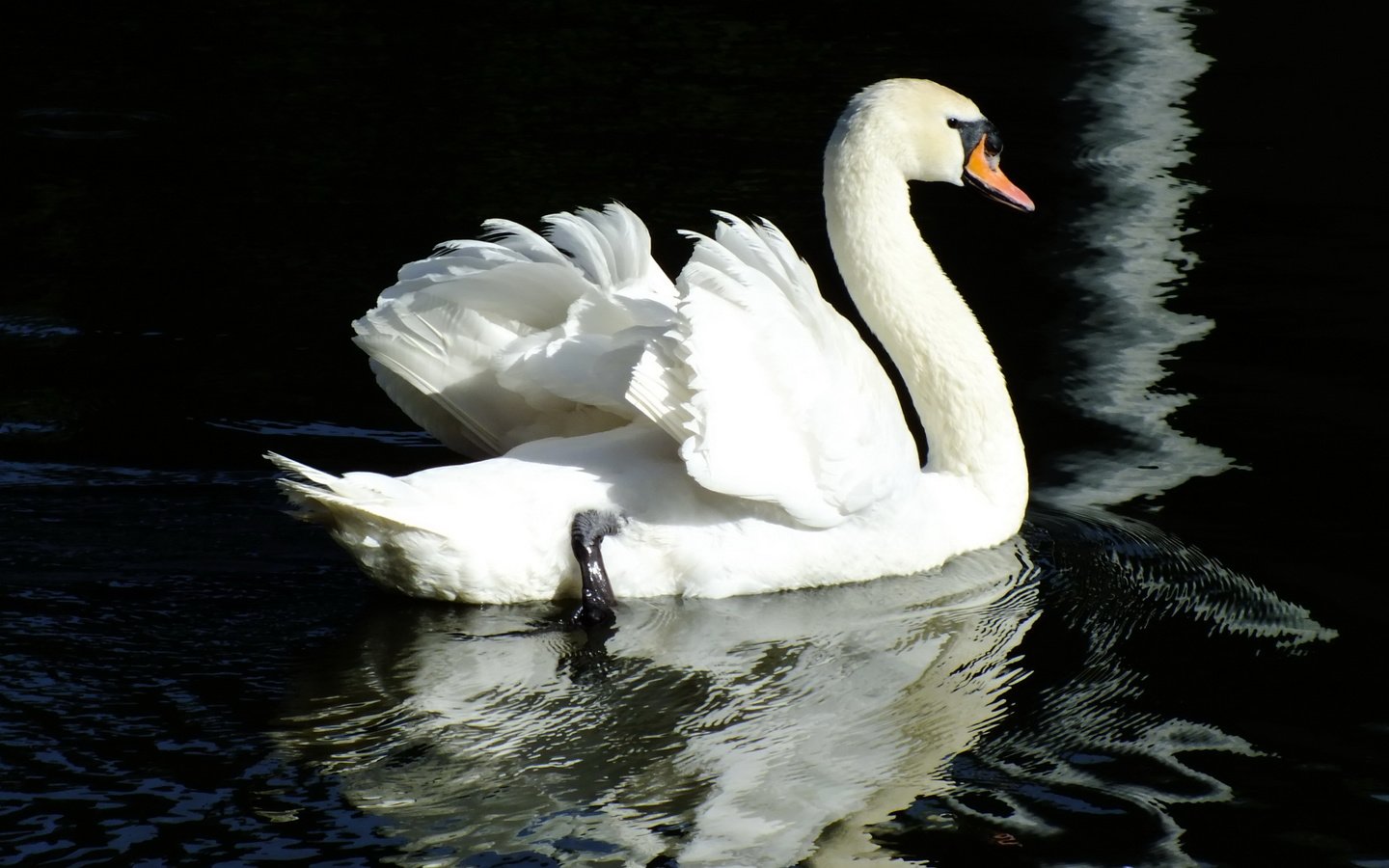 Обои вода, отражение, птица, лебедь, water, reflection, bird, swan разрешение 2400x1600 Загрузить