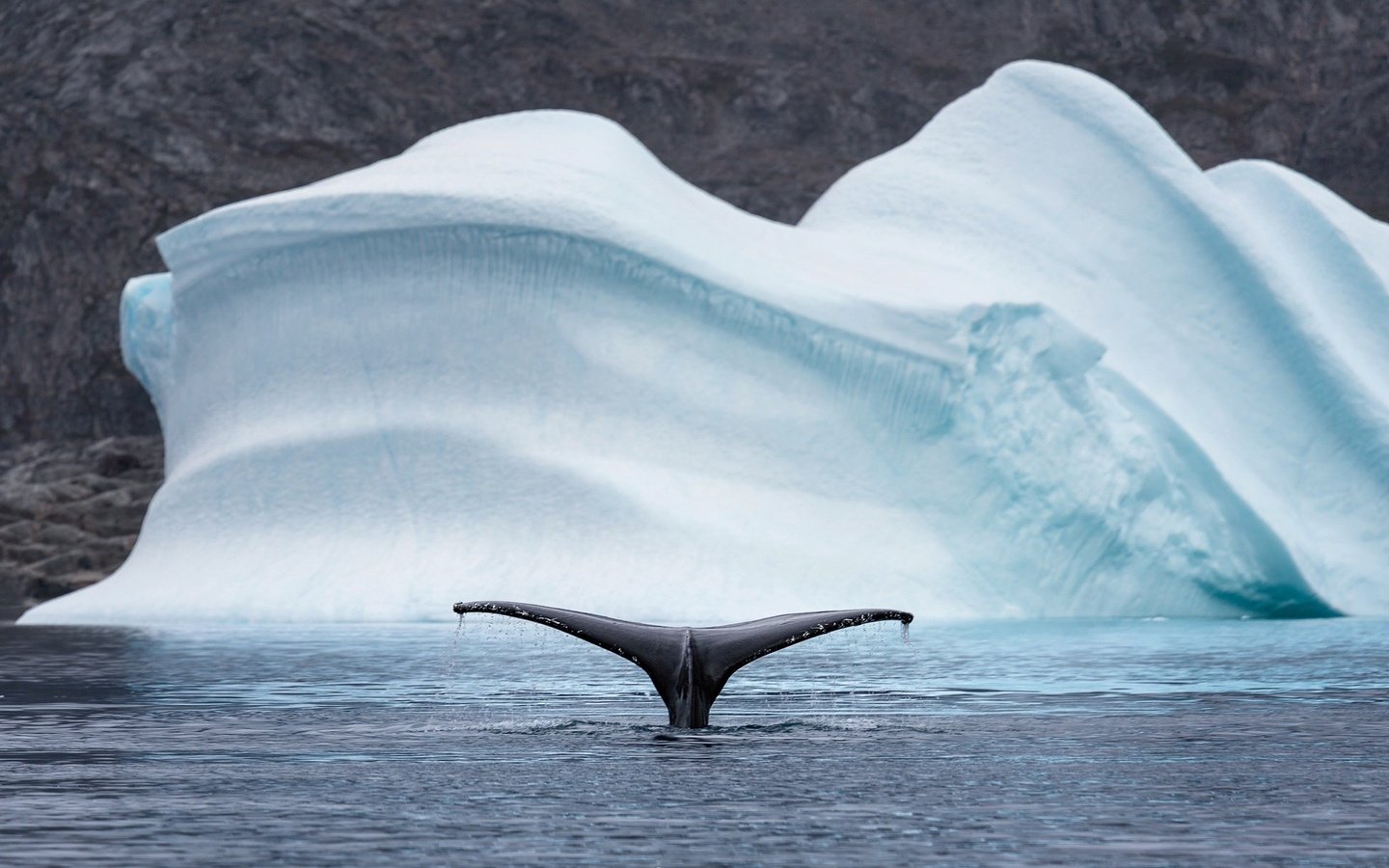 Обои природа, море, животные, айсберг, хвост, кит, арктика, nature, sea, animals, iceberg, tail, kit, arctic разрешение 2048x1208 Загрузить