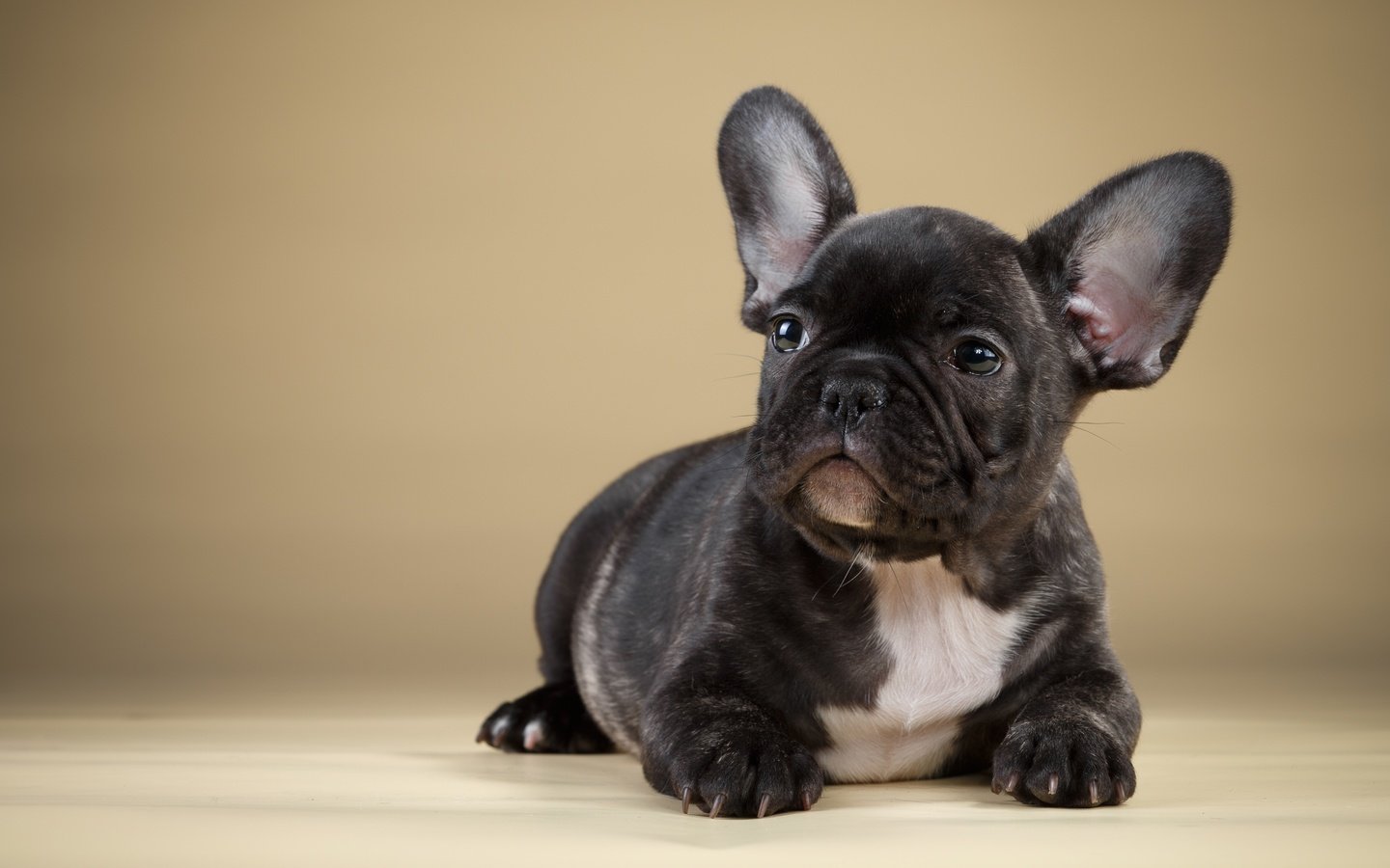 Обои черный, щенок, французский бульдог, black, puppy, french bulldog разрешение 3600x2253 Загрузить