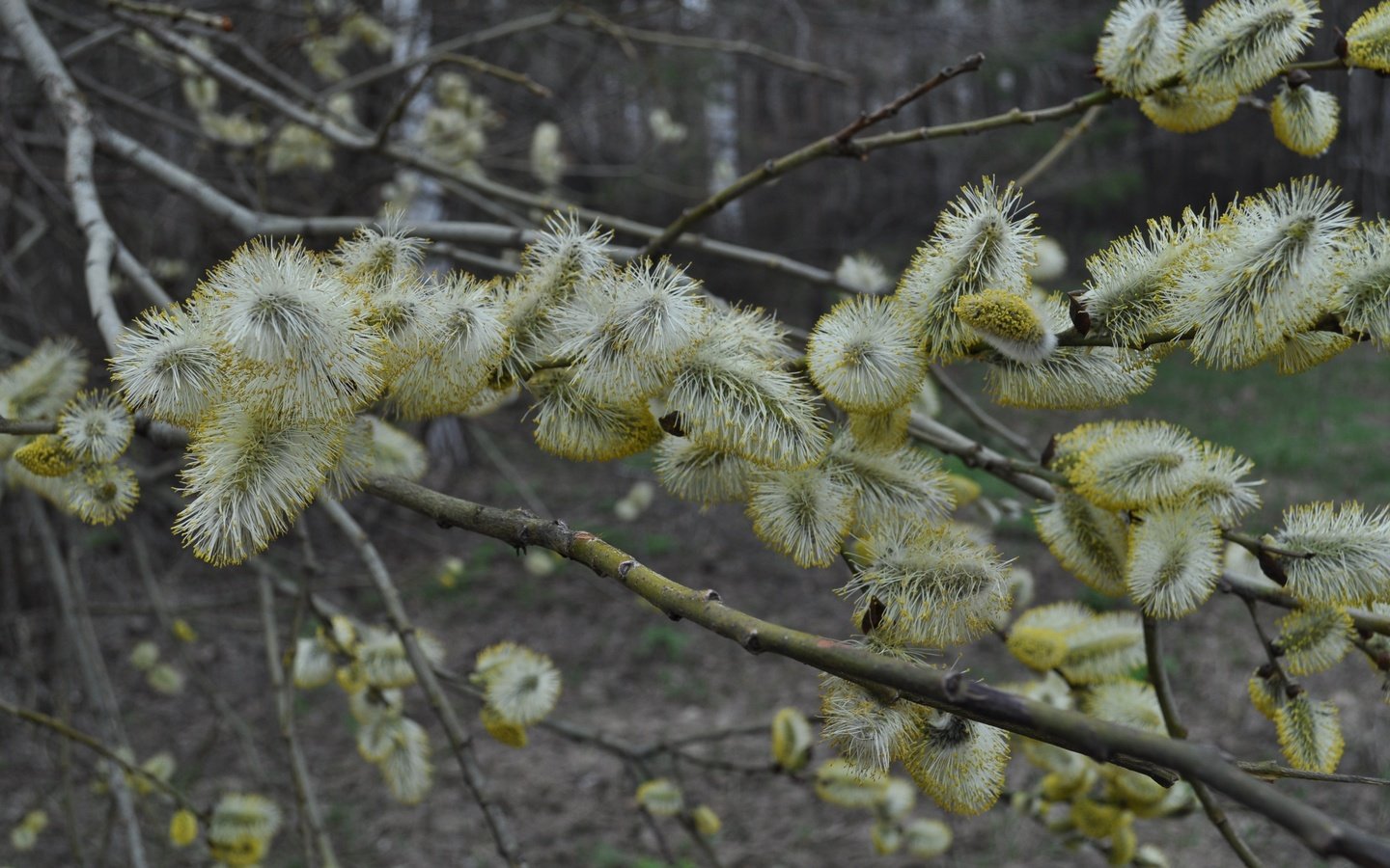 Обои цветение, весна, верба, flowering, spring, verba разрешение 4288x2848 Загрузить