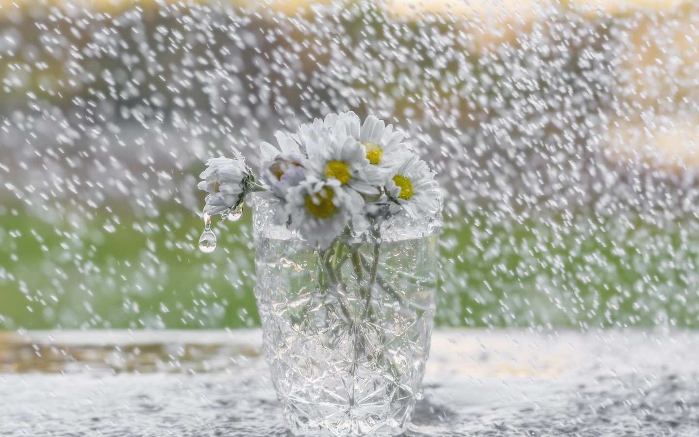 Обои цветы, дождь, ромашки, букет, стакан, flowers, rain, chamomile, bouquet, glass разрешение 2560x1707 Загрузить