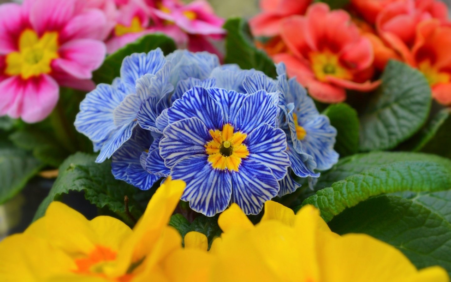 Обои цветы, макро, весна, примула, flowers, macro, spring, primula разрешение 3000x1883 Загрузить