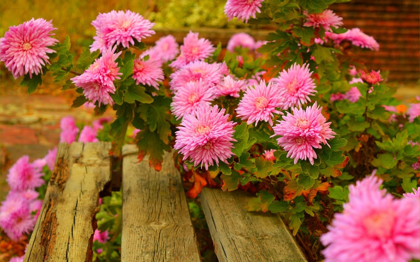 Обои цветы, скамейка, розовые, астры, flowers, bench, pink, asters разрешение 3002x1997 Загрузить