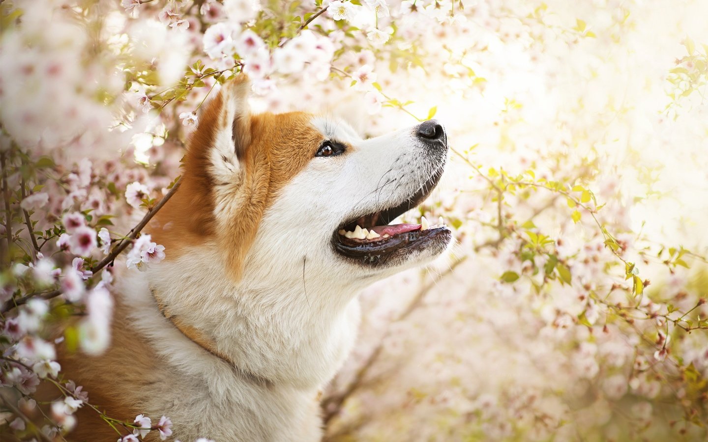 Обои цветы, собака, весна, ame, сиба-ину, dackelpuppy, flowers, dog, spring, shiba inu разрешение 2048x1367 Загрузить