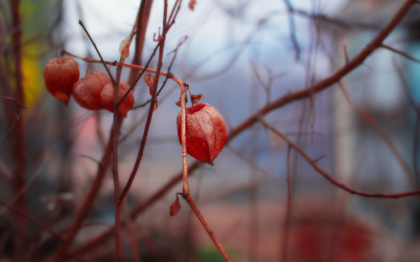 Обои цветы, природа, фон, ветки, весна, физалис, flowers, nature, background, branches, spring, physalis разрешение 5472x3648 Загрузить