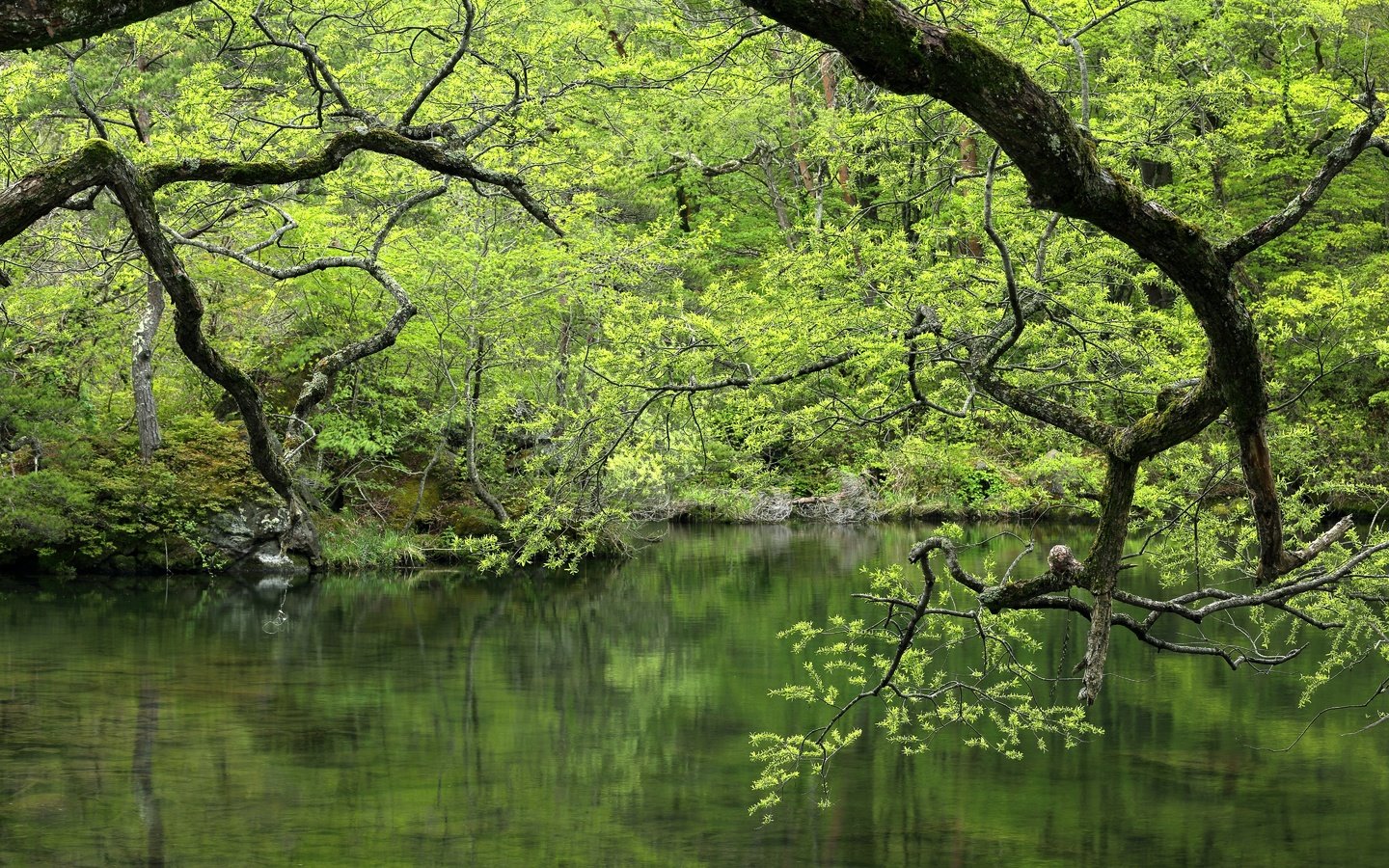 Обои деревья, вода, озеро, зелень, лес, ветки, водоем, trees, water, lake, greens, forest, branches, pond разрешение 5760x3840 Загрузить