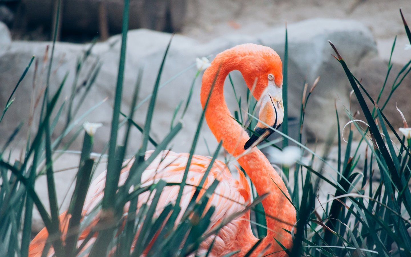 Обои фламинго, птица, клюв, перья, шея, flamingo, bird, beak, feathers, neck разрешение 2048x1356 Загрузить