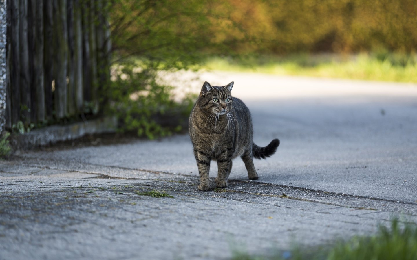 Обои кот, кошка, взгляд, серый, улица, cat, look, grey, street разрешение 6016x4016 Загрузить