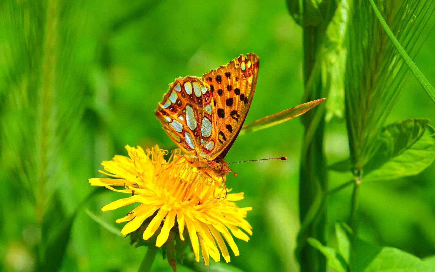 Обои желтый, макро, насекомое, цветок, бабочка, одуванчик, yellow, macro, insect, flower, butterfly, dandelion разрешение 3000x1847 Загрузить