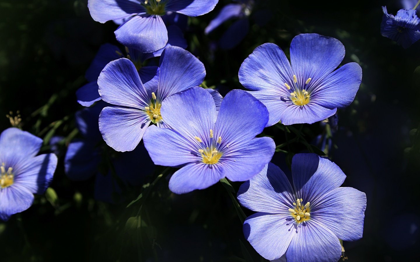 Обои цветы, макро, лепестки, лен, голубые цветы, flowers, macro, petals, len, blue flowers разрешение 3000x1916 Загрузить