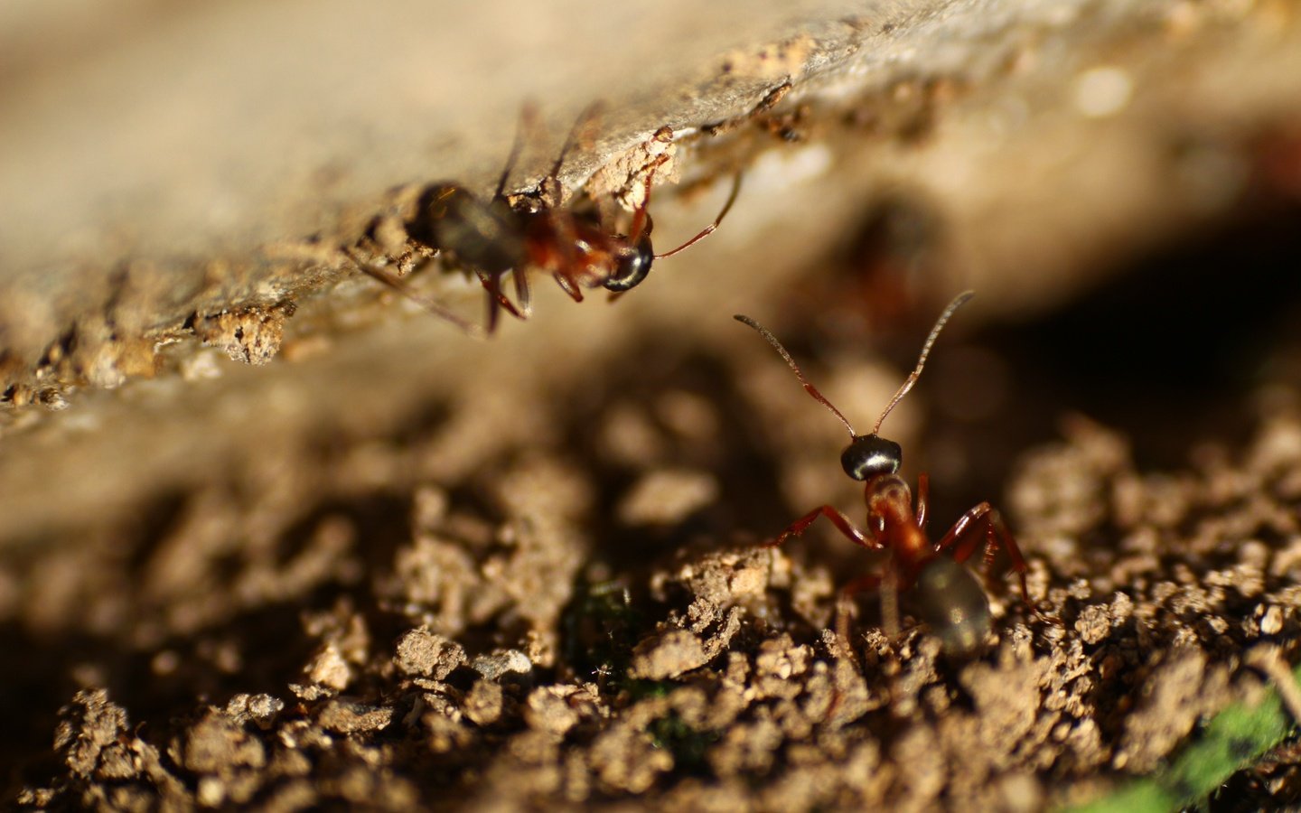 Обои насекомые, усики, муравьи, insects, antennae, ants разрешение 1920x1280 Загрузить