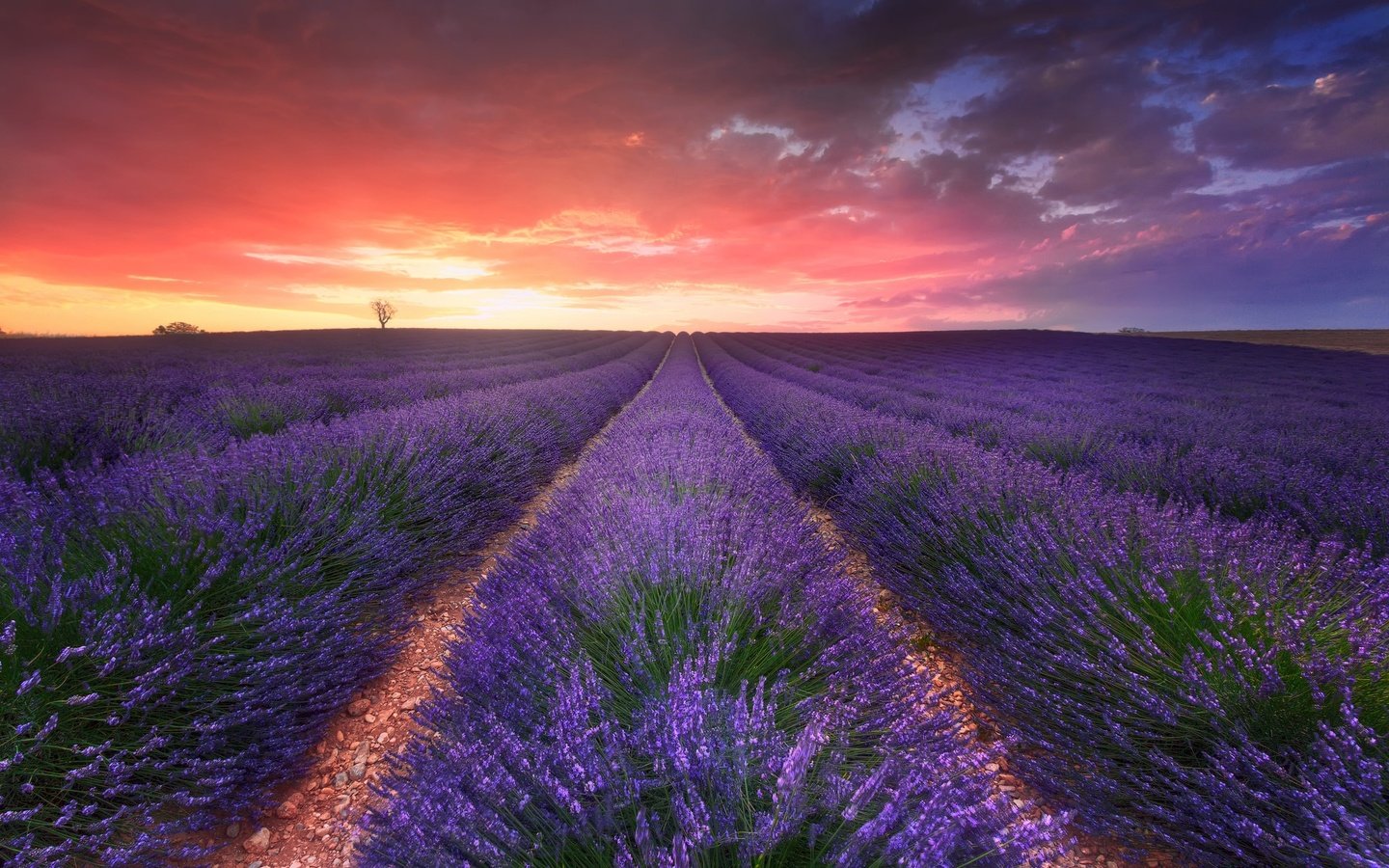 Обои небо, цветы, облака, вечер, природа, закат, поле, лаванда, the sky, flowers, clouds, the evening, nature, sunset, field, lavender разрешение 2048x1391 Загрузить