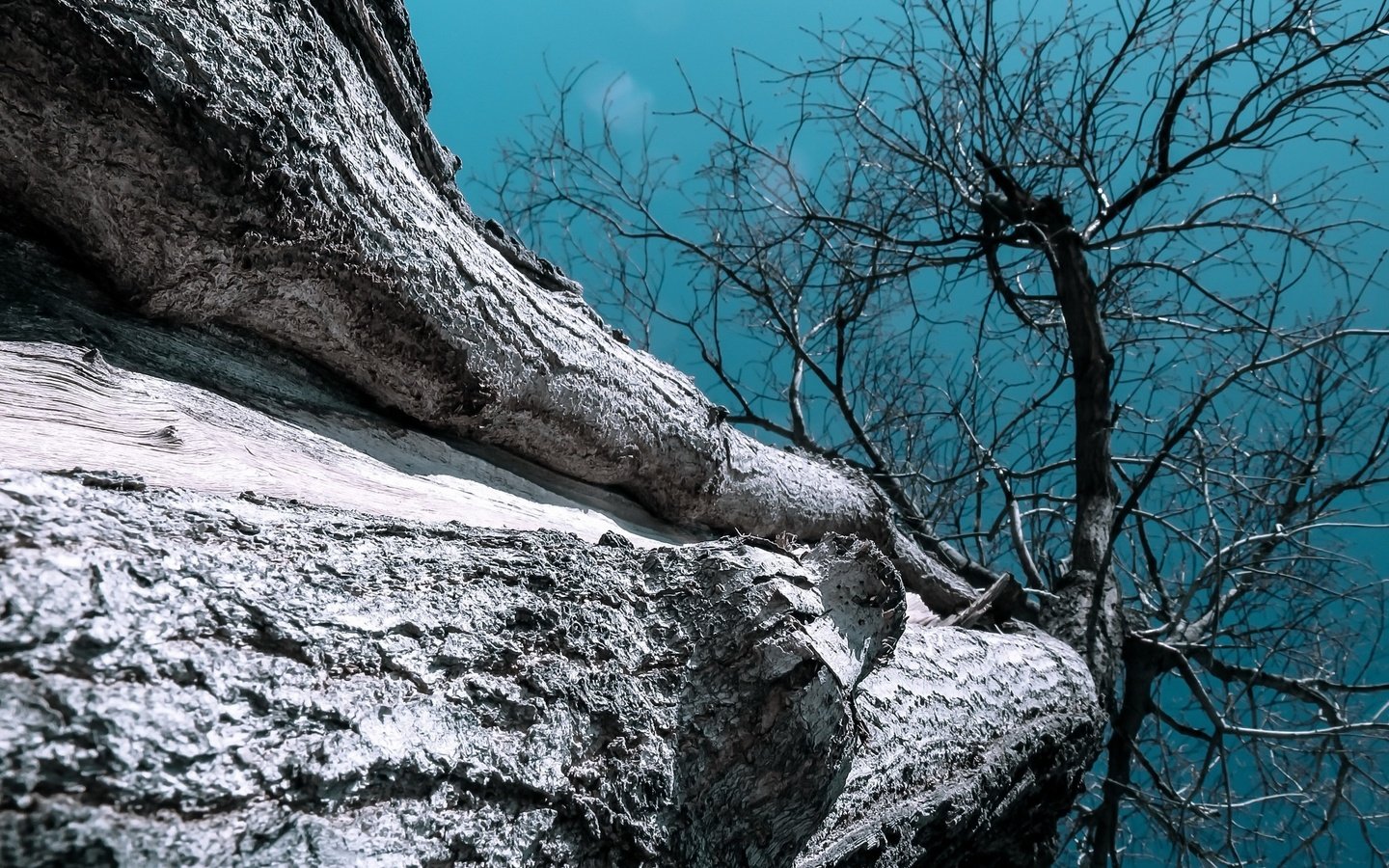 Обои небо, природа, дерево, ветки, ствол, кора, вид снизу, the sky, nature, tree, branches, trunk, bark, bottom view разрешение 2048x1349 Загрузить