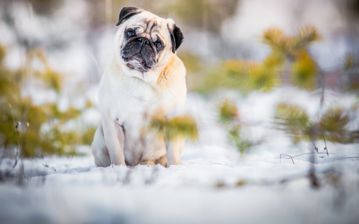 Обои снег, природа, мордочка, взгляд, собака, лапки, мопс, snow, nature, muzzle, look, dog, legs, pug разрешение 1920x1117 Загрузить