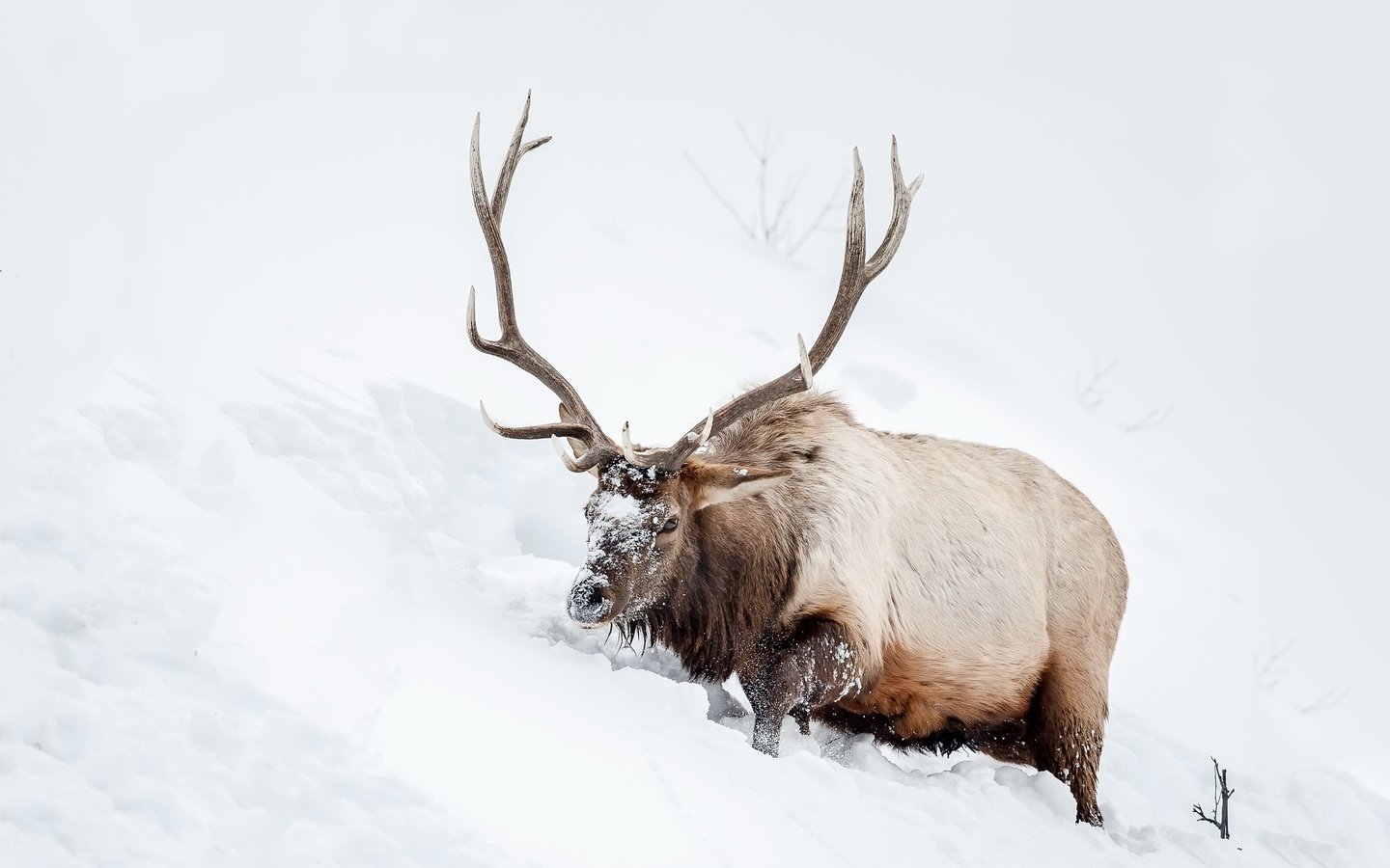 Обои снег, природа, олень, животное, рога, snow, nature, deer, animal, horns разрешение 2048x1365 Загрузить