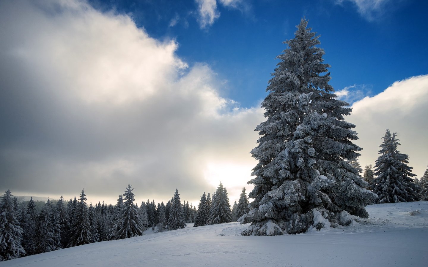 Обои небо, облака, деревья, снег, природа, зима, the sky, clouds, trees, snow, nature, winter разрешение 2560x1707 Загрузить