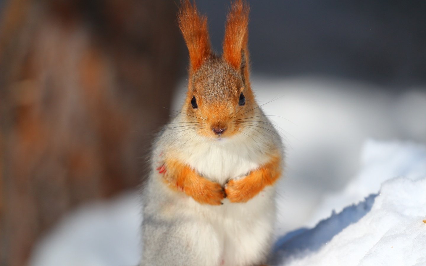 Обои снег, усы, животное, белка, белочка, snow, mustache, animal, protein, squirrel разрешение 1920x1280 Загрузить