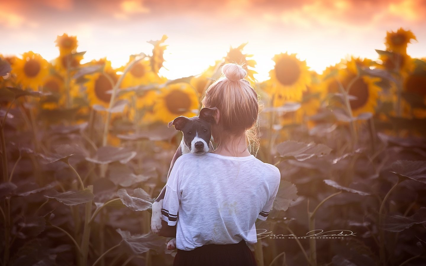 Обои цветы, собака, девочка, спина, подсолнухи, flowers, dog, girl, back, sunflowers разрешение 2035x1350 Загрузить