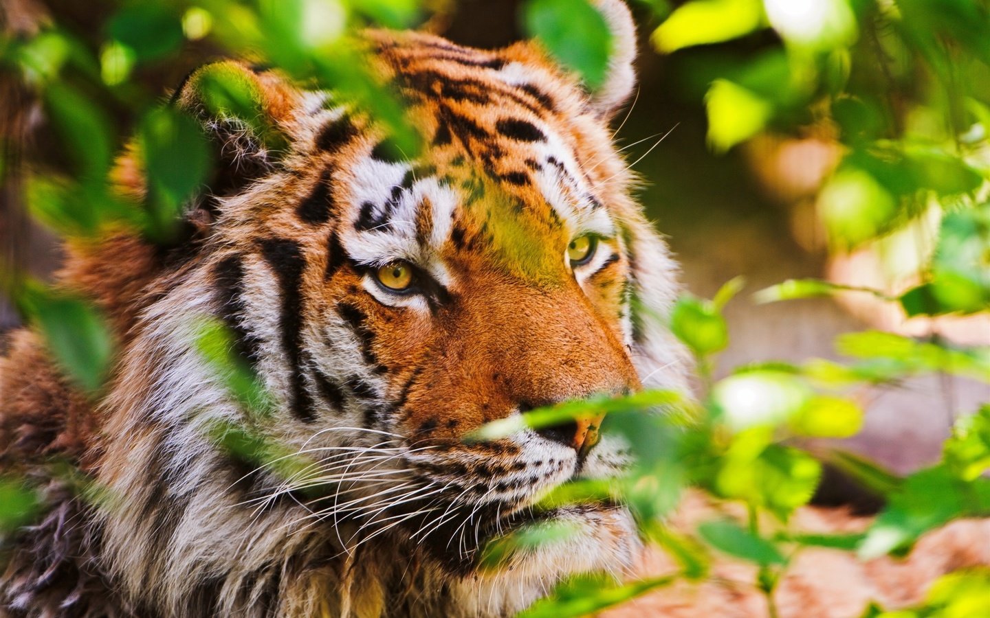 Обои тигр, морда, листья, взгляд, хищник, tiger, face, leaves, look, predator разрешение 2560x1600 Загрузить