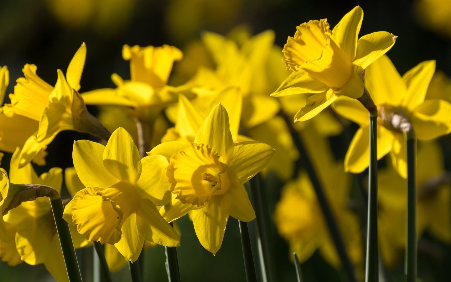 Обои цветы, весна, нарциссы, желтые, flowers, spring, daffodils, yellow разрешение 2048x1152 Загрузить