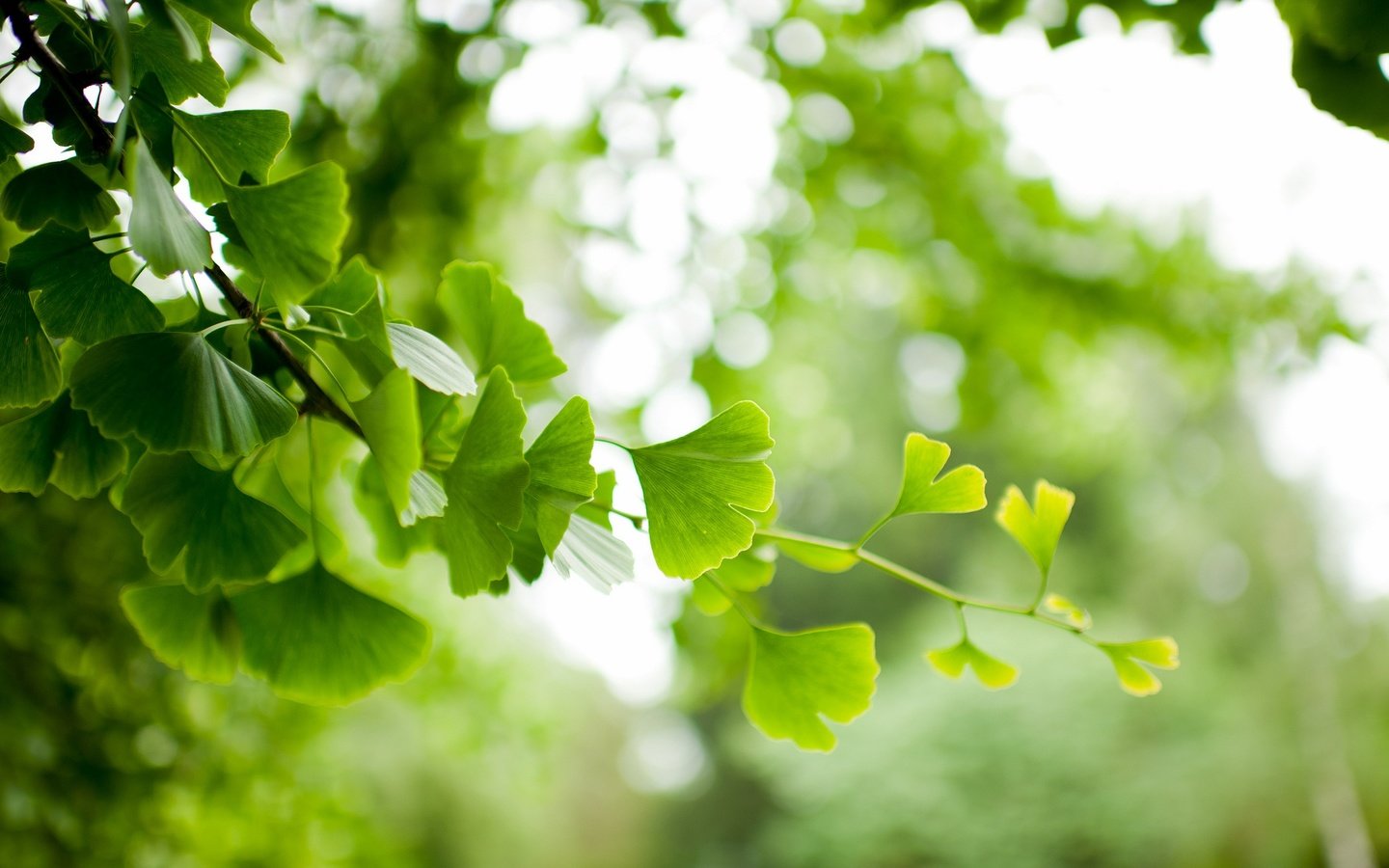 Обои ветка, природа, дерево, листья, фон, ветки, размытость, гинкго, branch, nature, tree, leaves, background, branches, blur, ginkgo разрешение 2048x1363 Загрузить