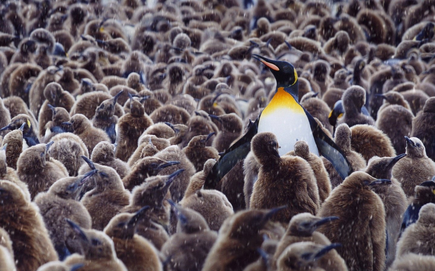 Обои животные, птицы, пингвин, пингвины, детеныши, animals, birds, penguin, penguins, cubs разрешение 1920x1200 Загрузить