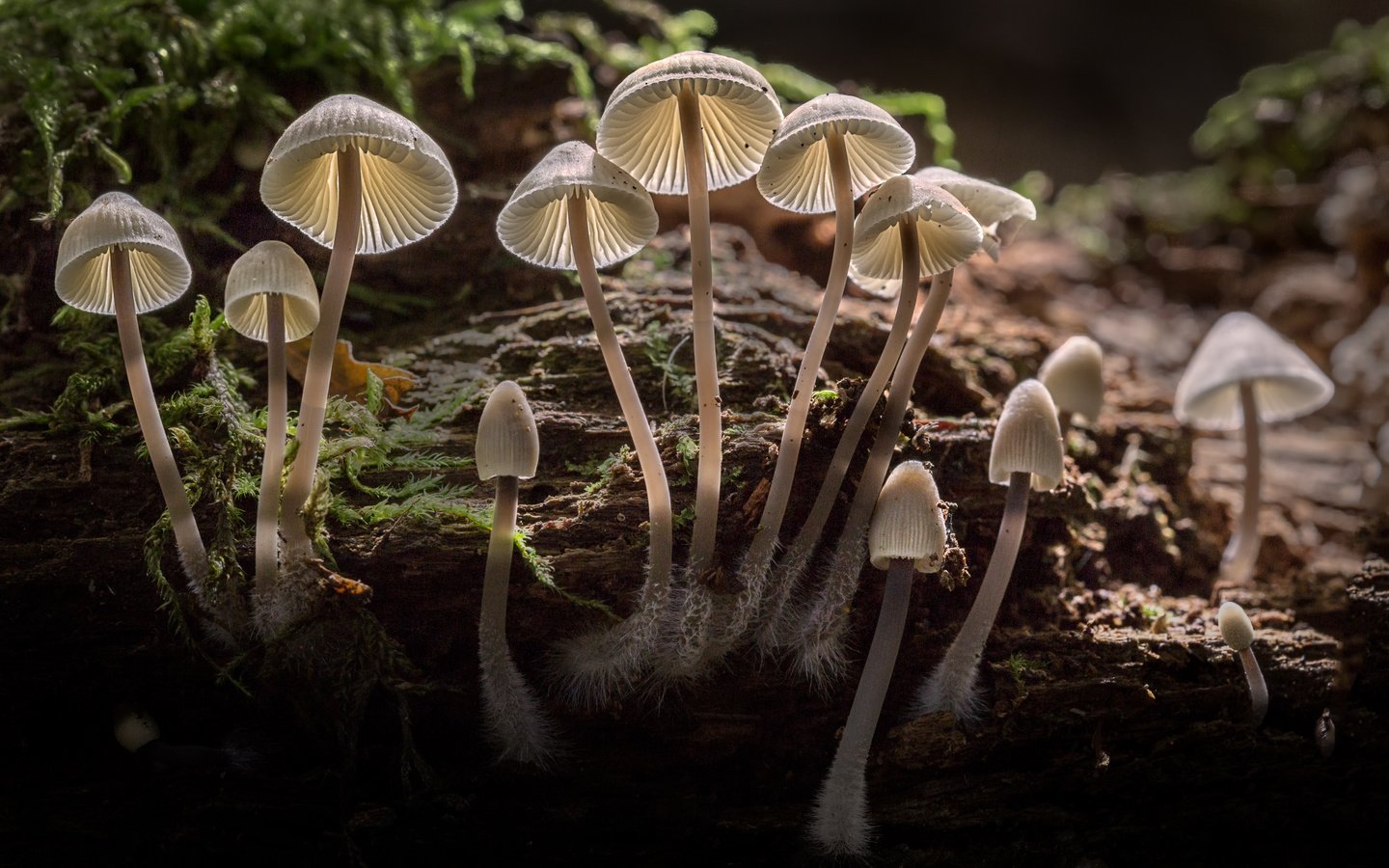 Обои свет, природа, лес, осень, грибы, шляпки, sophiaspurgin, light, nature, forest, autumn, mushrooms, hats разрешение 4788x3192 Загрузить