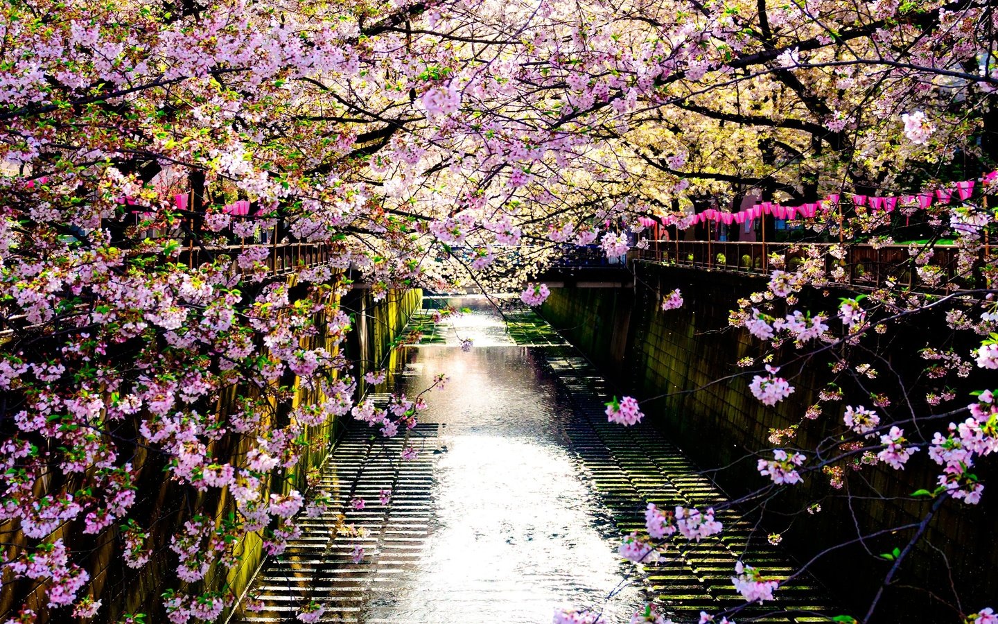 Обои река, цветение, отражение, забор, япония, весна, сакура, river, flowering, reflection, the fence, japan, spring, sakura разрешение 2560x1707 Загрузить