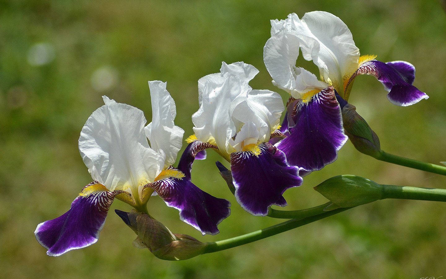 Обои цветы, лепестки, ирисы, флора, flowers, petals, irises, flora разрешение 2048x1365 Загрузить