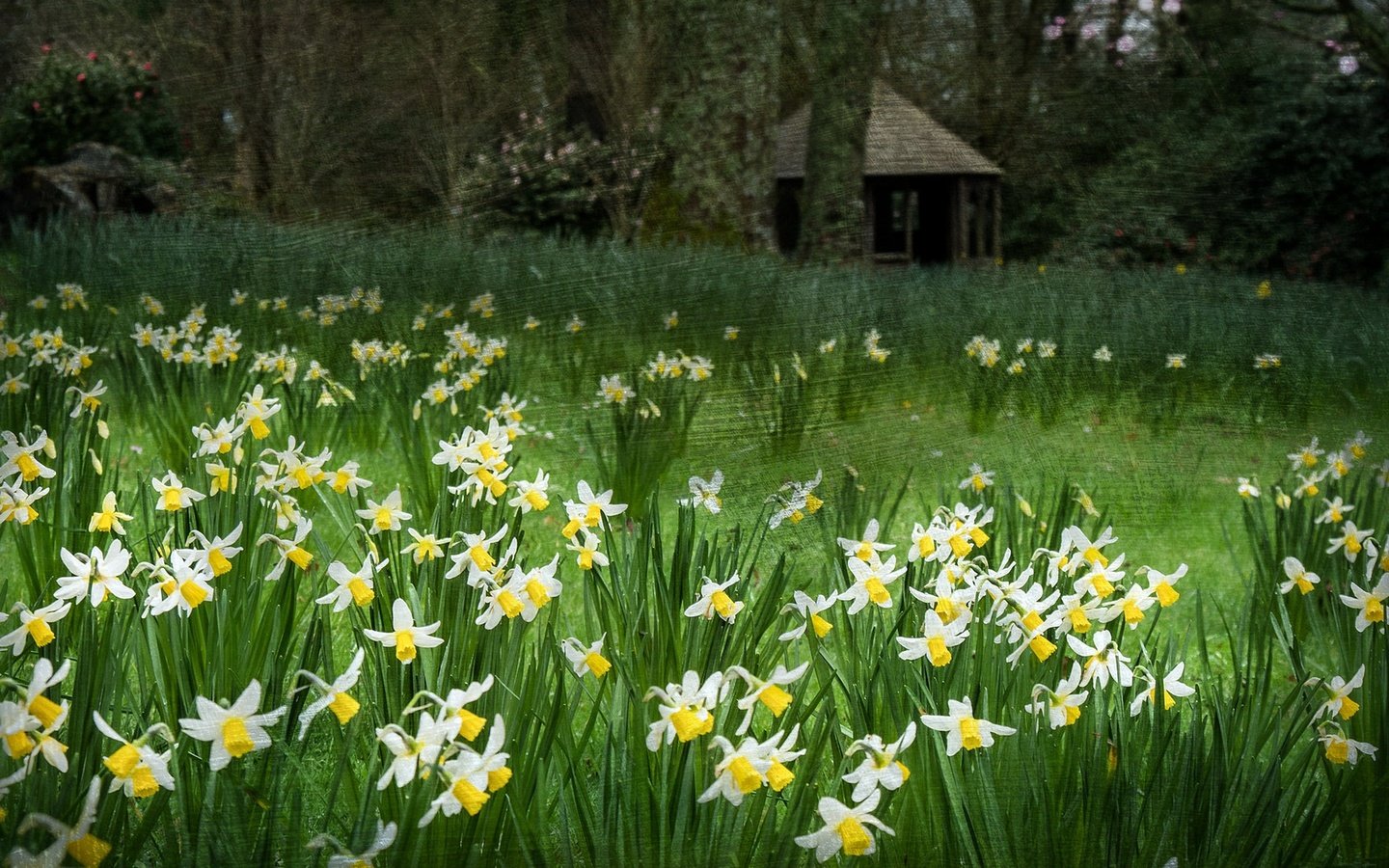 Обои цветы, трава, деревья, природа, дом, нарциссы, flowers, grass, trees, nature, house, daffodils разрешение 1920x1274 Загрузить