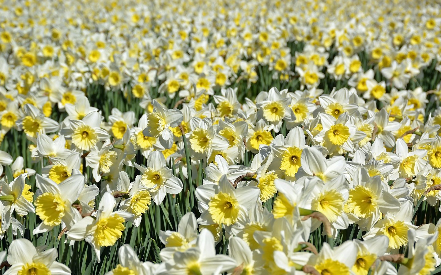 Обои цветы, природа, лепестки, нарциссы, flowers, nature, petals, daffodils разрешение 3542x1950 Загрузить