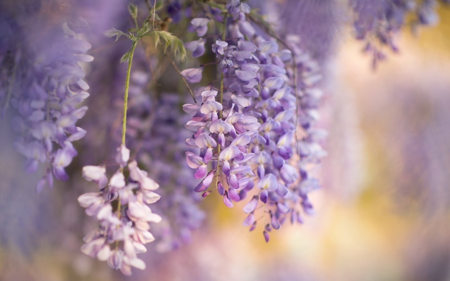 Обои цветы, природа, весна, глициния, вистерия, flowers, nature, spring, wisteria разрешение 2560x1525 Загрузить