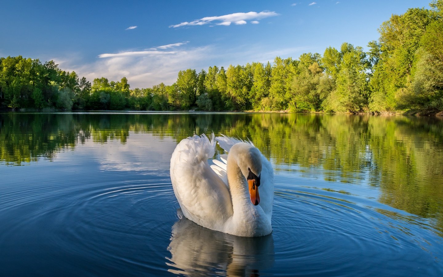 Обои деревья, озеро, природа, отражение, пейзаж, птица, лебедь, trees, lake, nature, reflection, landscape, bird, swan разрешение 2048x1280 Загрузить