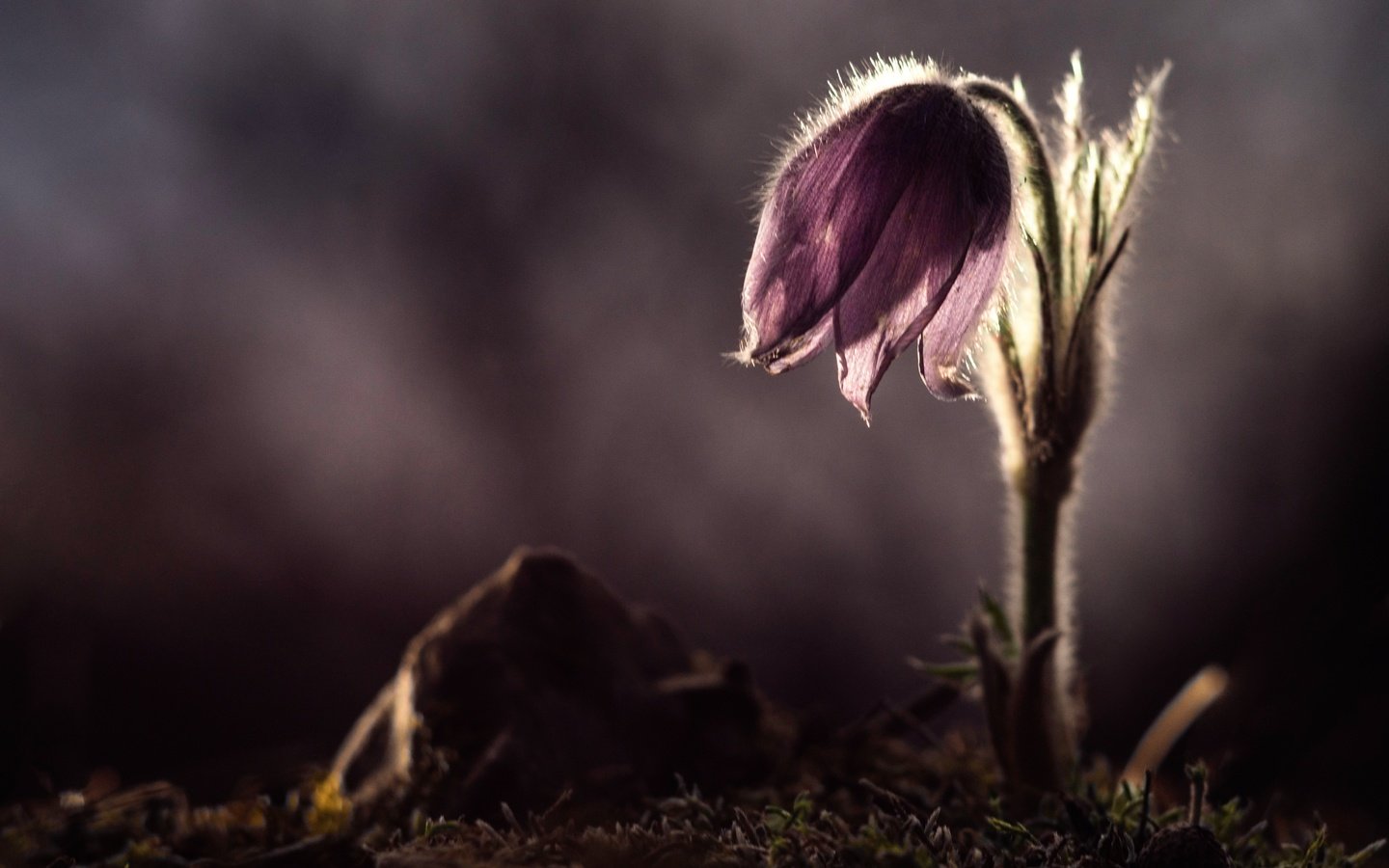 Обои цветок, лепестки, весна, боке, сон-трава, прострел, flower, petals, spring, bokeh, sleep-grass, cross разрешение 4934x3285 Загрузить